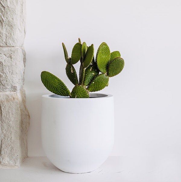 Plants 3